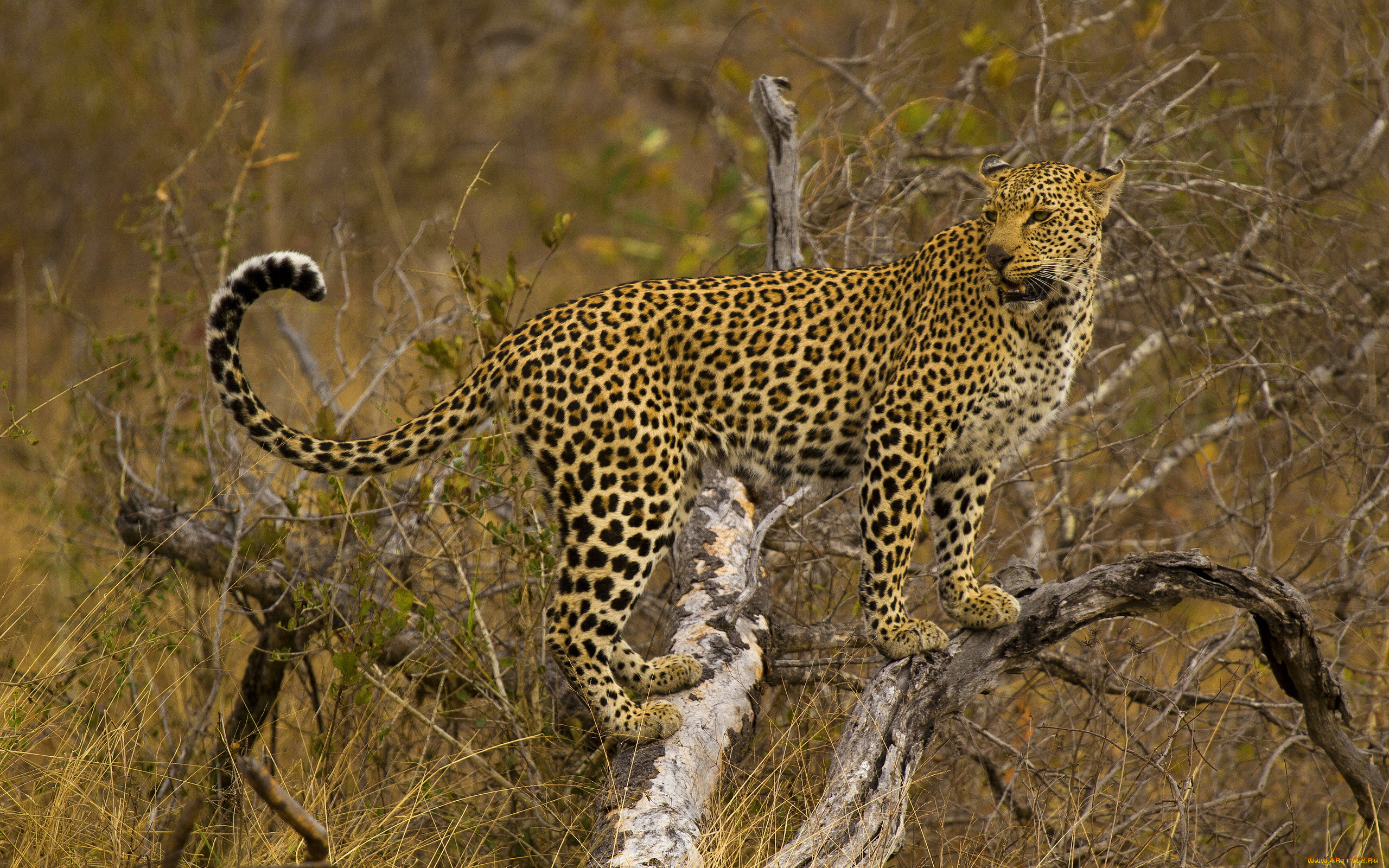 Хищный мир животных. Леопард в саванне. Сомалийский леопард. Дикие кошки. Хищники Африки. Леопарды.. Хищники саванны.